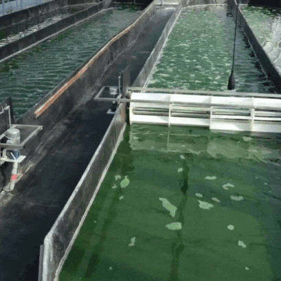 <p>“Tout commence avec <strong>la spiruline verte</strong>.”<br/><br/><strong>La spiruline verte</strong>, riche en nutriments, est cultivée dans des bassins contrôlés. C’est elle qui renferme la phycocyanine, le pigment bleu recherché.</p>