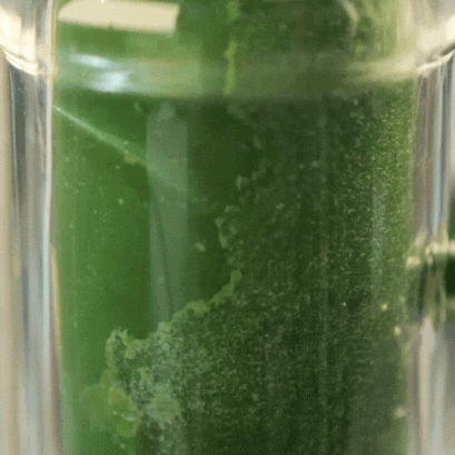 <p><strong>“Une technologie unique au monde.”</strong><br/><br/>Le pigment bleu est extrait grâce à une <strong>technologie 100 % physique, 100 % à l’eau</strong>, <strong>sans solvants</strong>, protégée par <strong>3 brevets d’invention</strong> et <strong>6 brevets d’utilité</strong>, dont un dédié à la phycocyanine.<br/><br/></p>